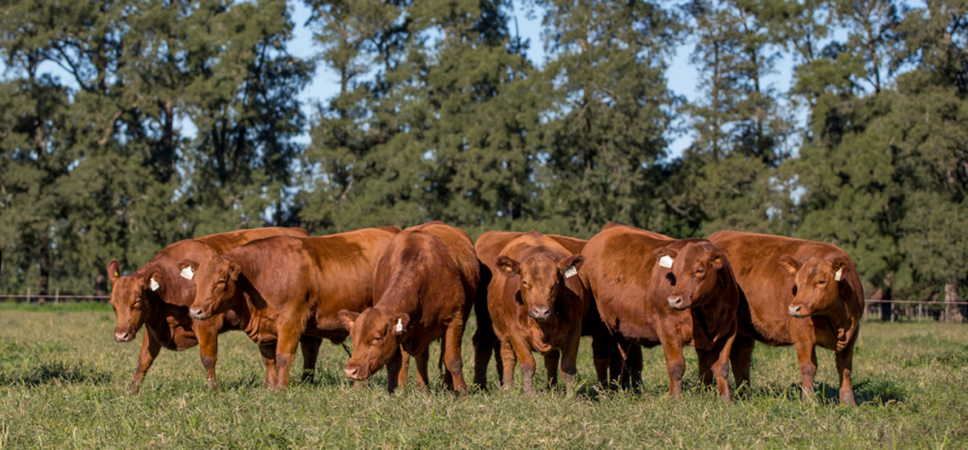 Beef Cattle Registries
